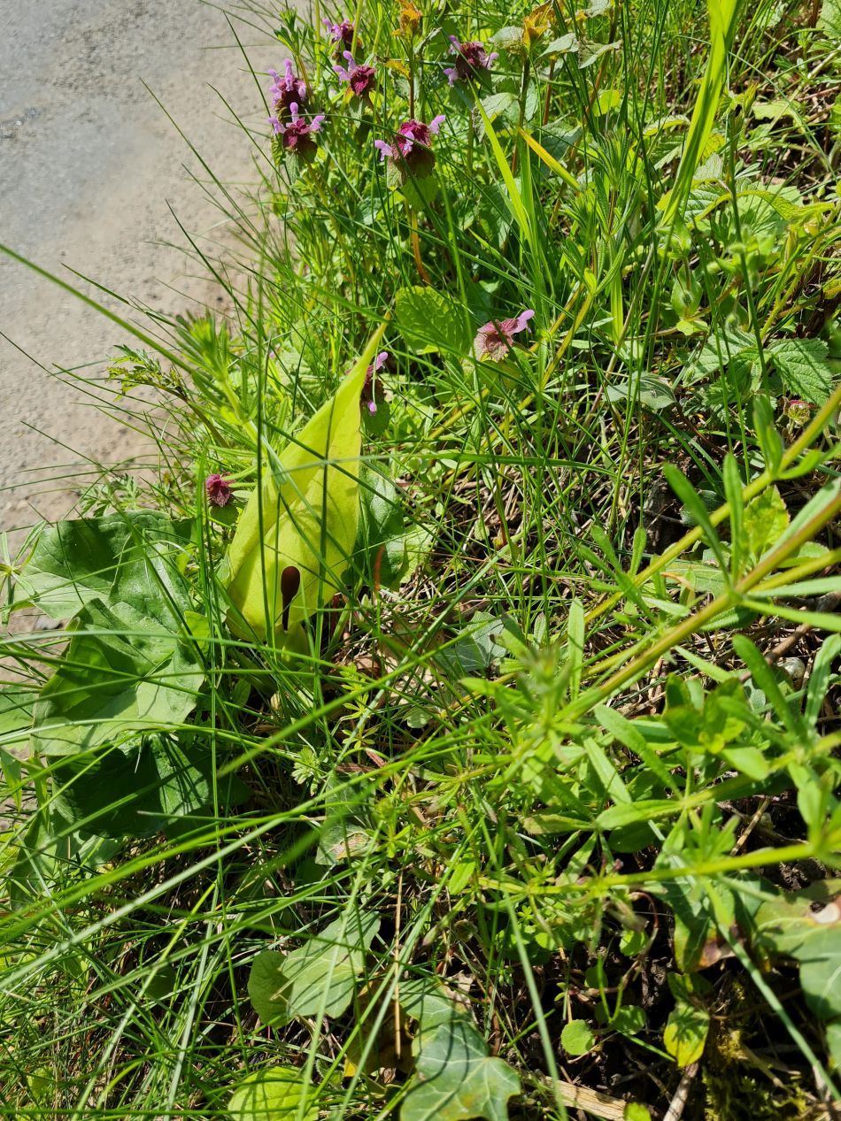 2023-05-03 05 Huntingfield.jpg