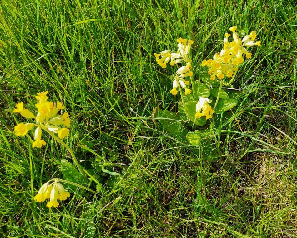 2023-05-03 06 Huntingfield.jpg