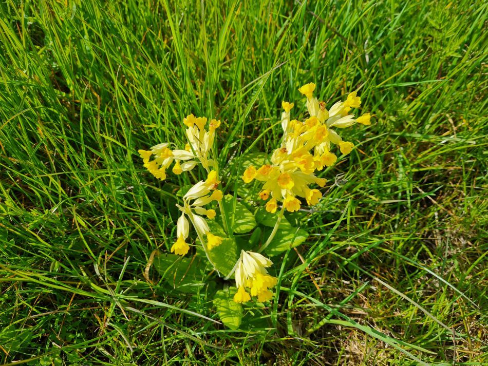 2023-05-03 07 Huntingfield.jpg