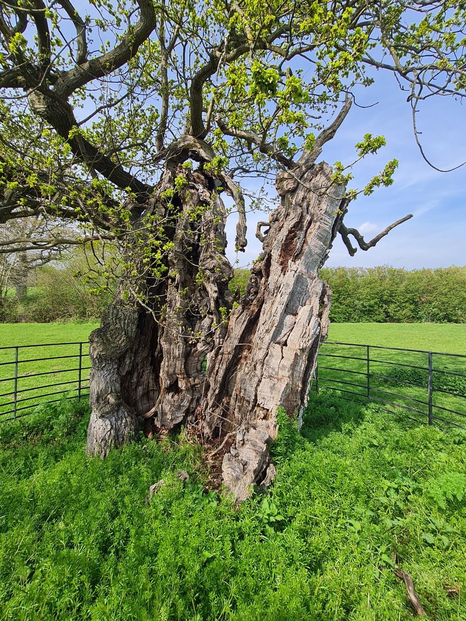 2023-05-03 18 Huntingfield.jpg