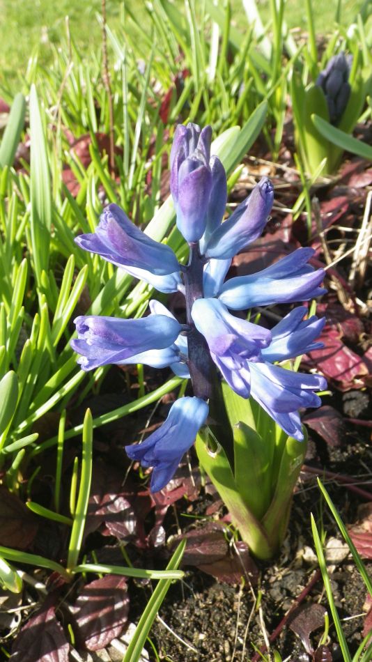 2017-03-15 09 Thurton Area.JPG