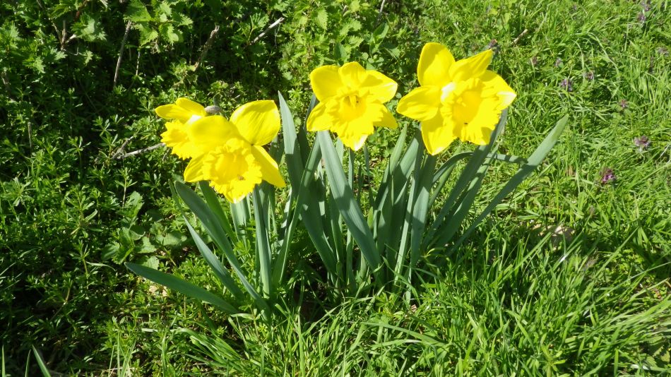 2017-03-15 10 Thurton Area.JPG