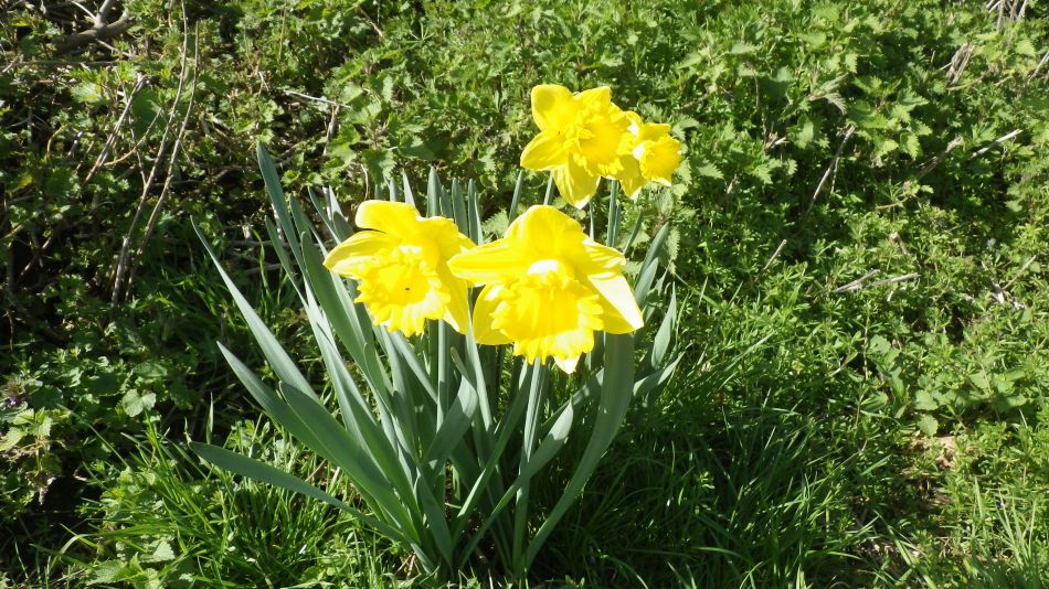 2017-03-15 11 Thurton Area.JPG