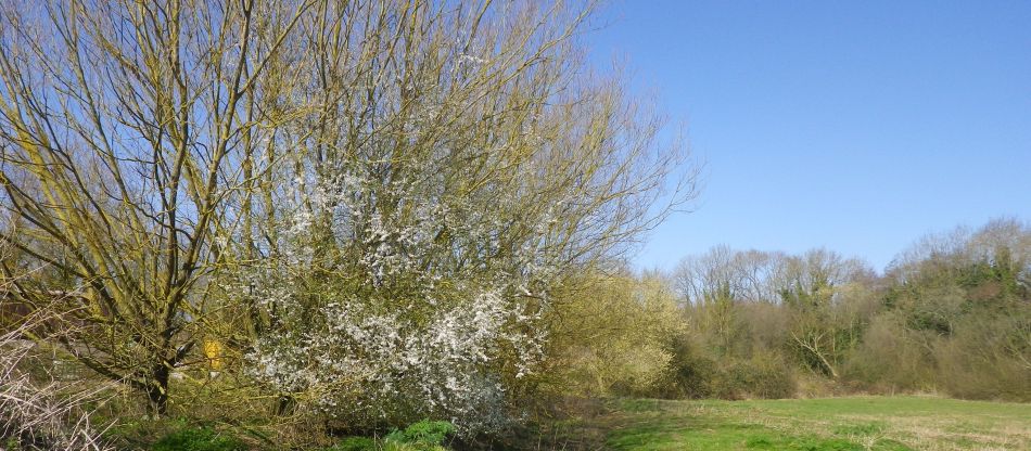 2017-03-15 12 Thurton Area.JPG