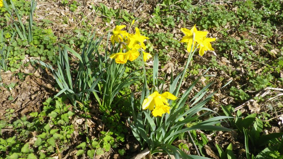 2017-03-15 13 Thurton Area.JPG