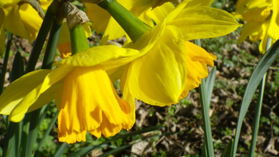 2017-03-15 14 Thurton Area.JPG