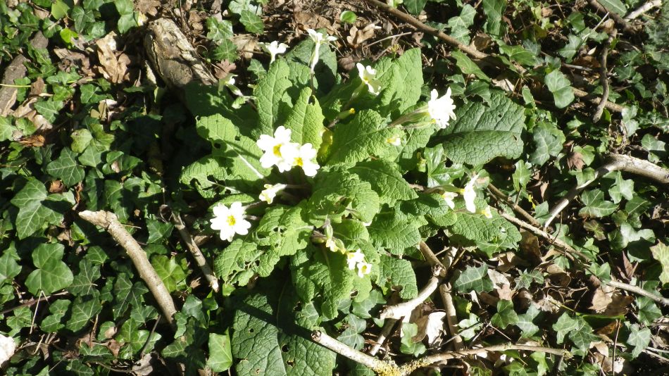 2017-03-15 18 Thurton Area.JPG