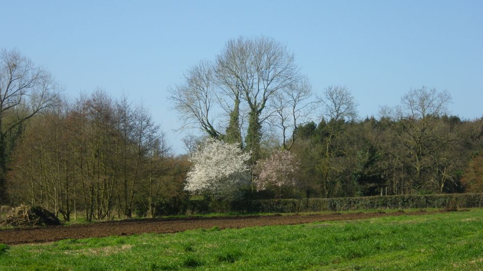 2017-03-15 20 Thurton Area.JPG