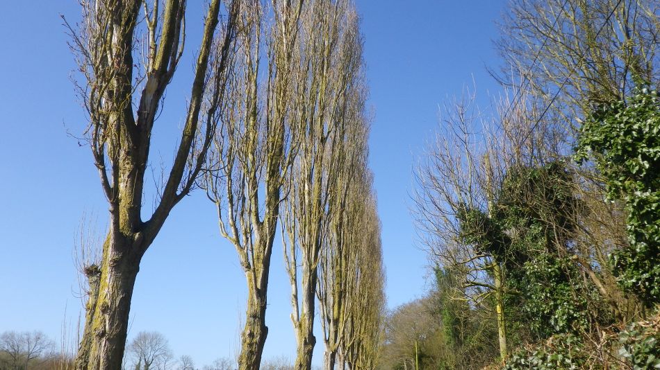 2017-03-15 23 Thurton Area.JPG