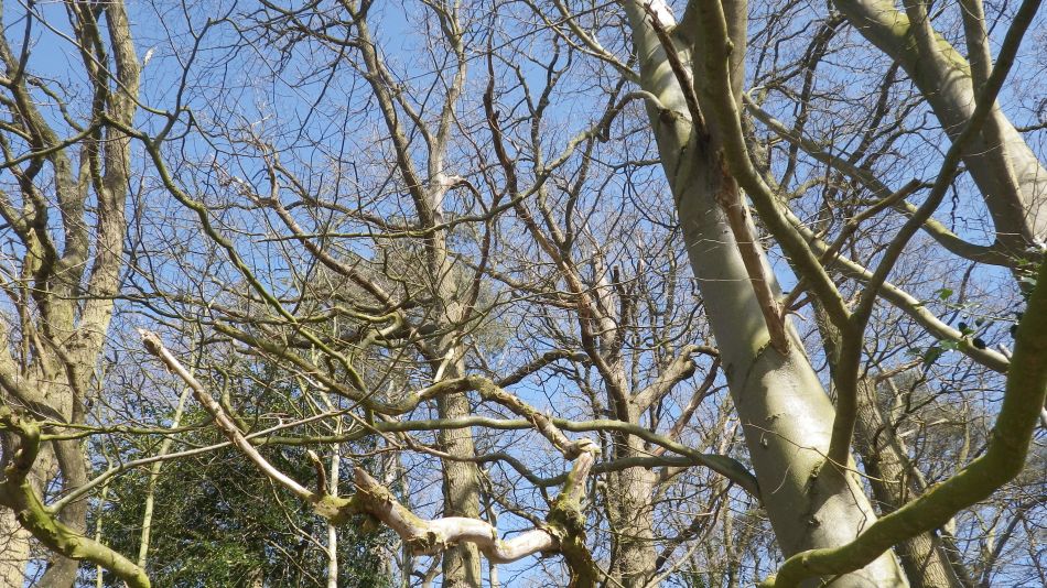 2017-03-15 25 Thurton Area.JPG