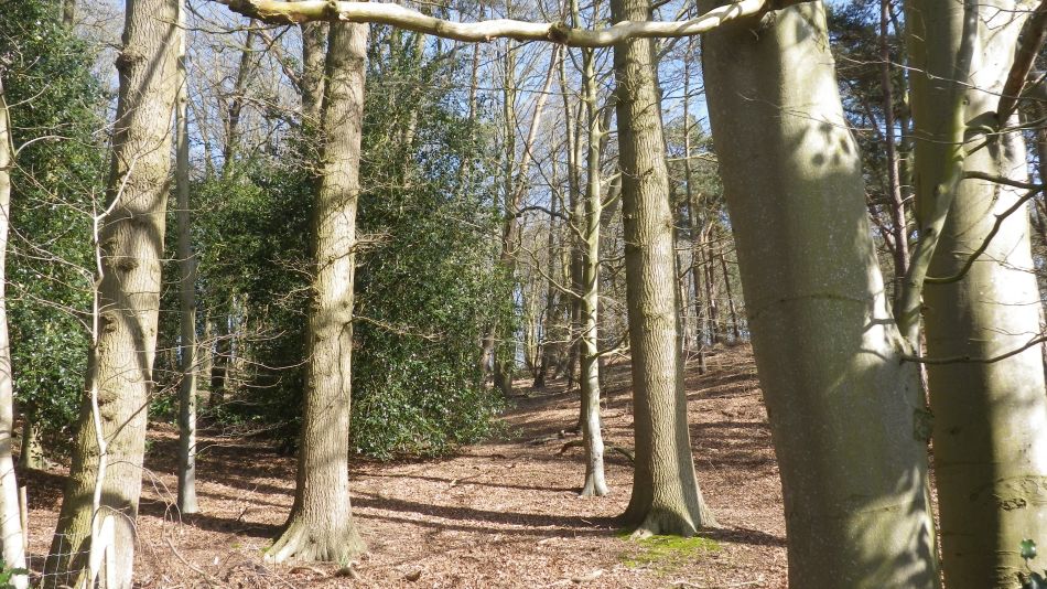 2017-03-15 26 Thurton Area.JPG