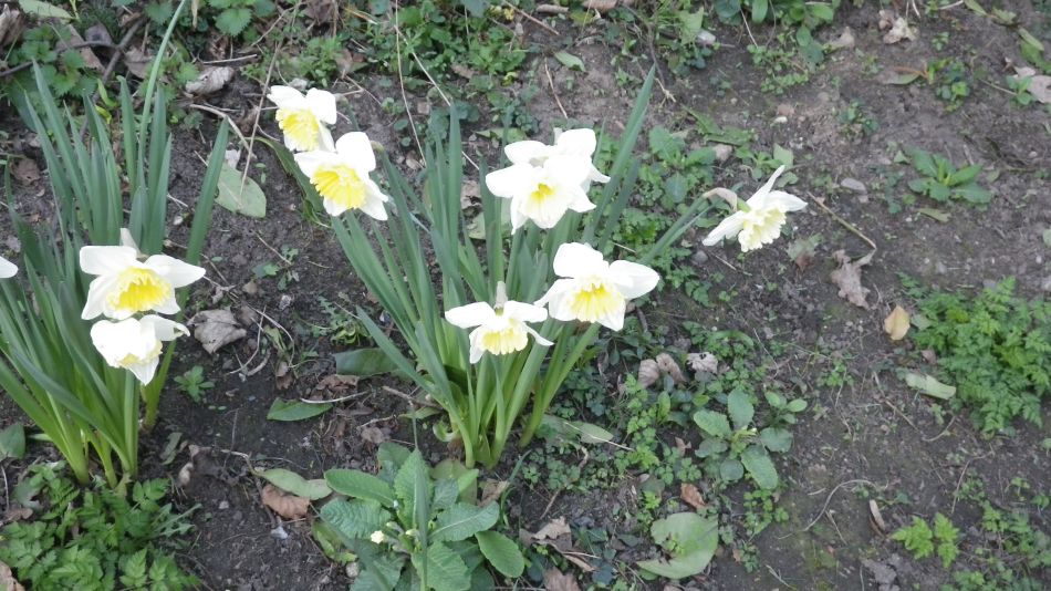 2017-03-15 29 Thurton Area.JPG