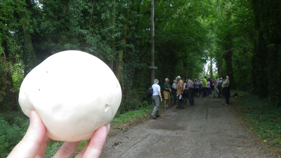 2017-07-26 03 Calvatia gigantea flatisima.jpg
