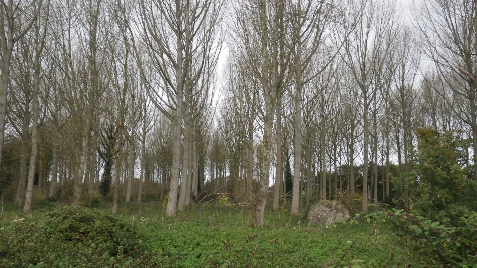 2017-11-08 02 Thurton Area.jpg