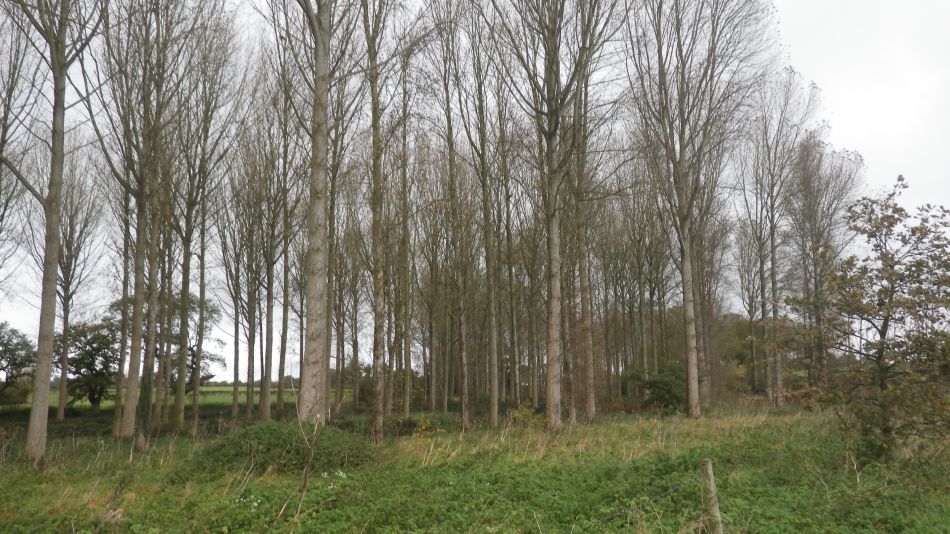 2017-11-08 03 Thurton Area.jpg