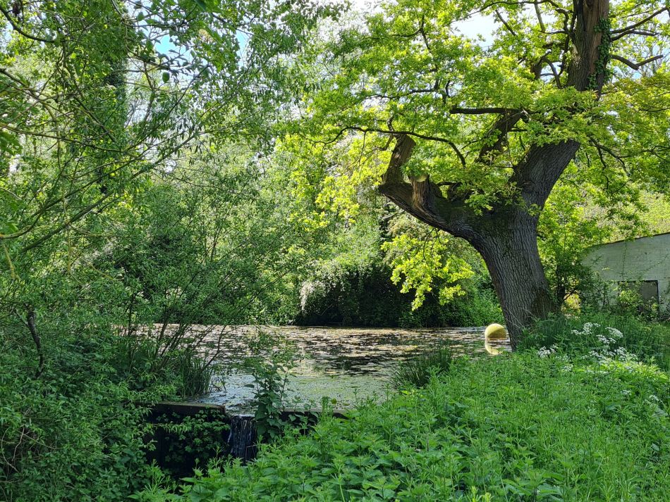 2024-05-08 04 Thurton.jpg