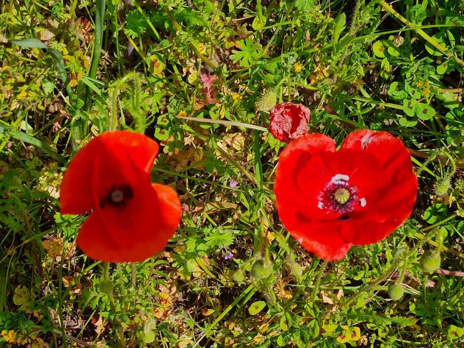 2024-05-08 06 Thurton.jpg