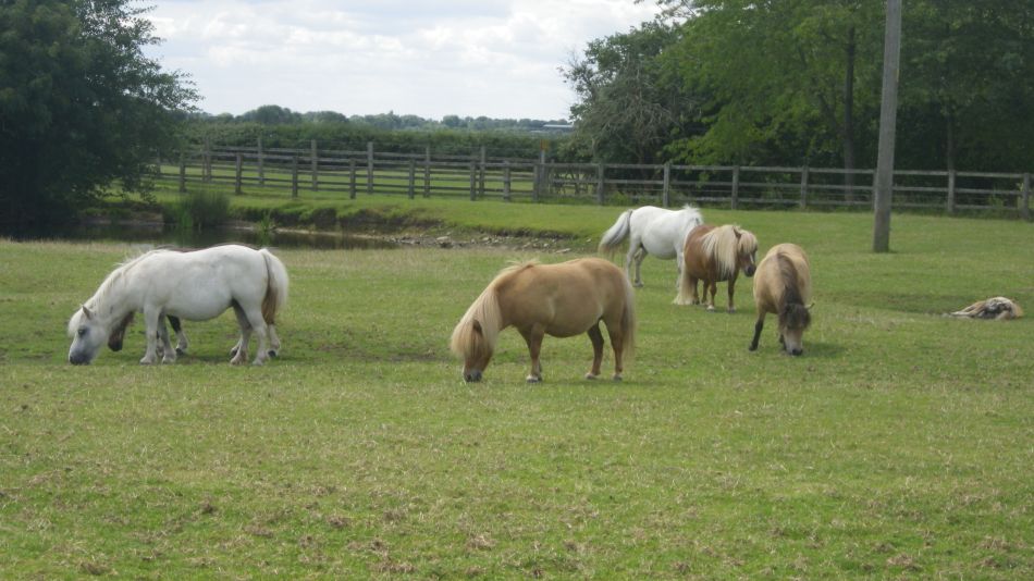 2019-02-25 12 Stradbrooke and Wingfield.jpg