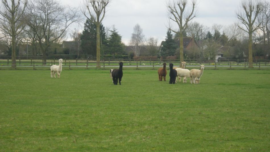 2019-03-19 02 Stradbrooke Denham Cross Street.JPG