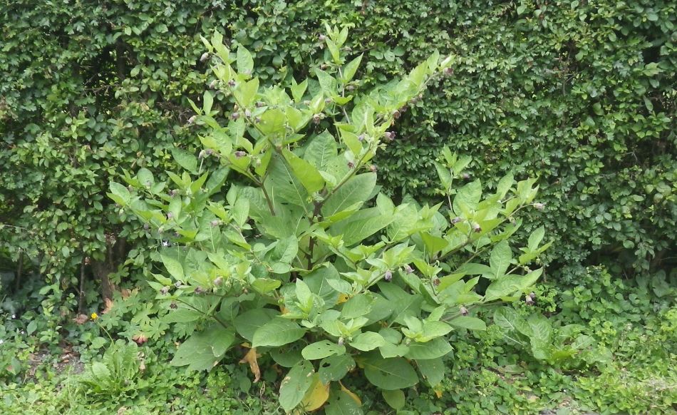 2019-07-14 01 Atropa Belladonna.jpg