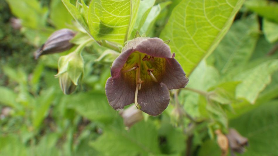 2019-07-14 02 Atropa Belladonna.jpg