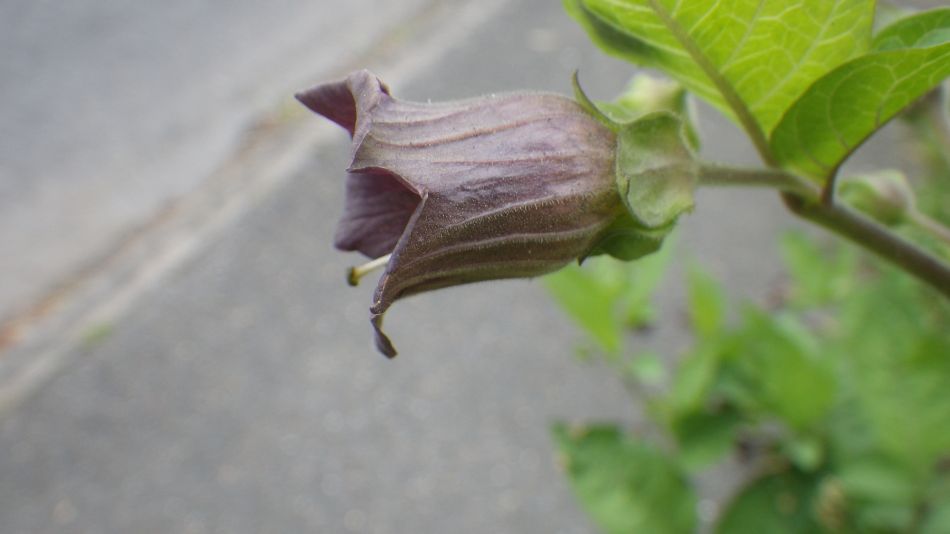 2019-07-14 04 Atropa Belladonna.jpg