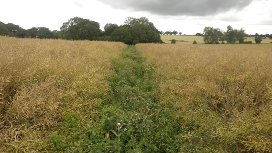 2019-07-14 13 Overgrown Path.jpg