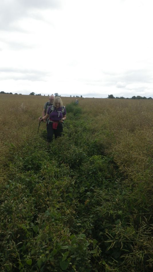 2019-07-14 14 Overgrown Path.jpg