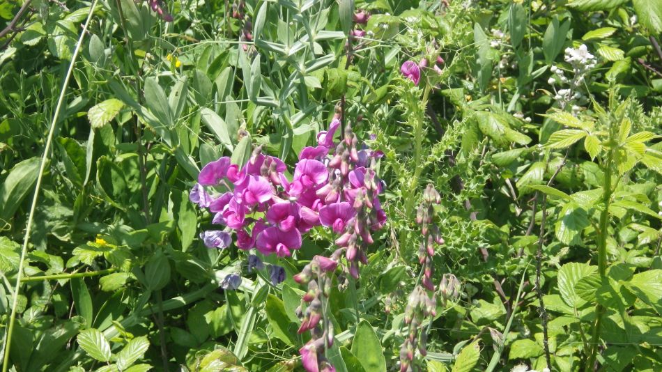 2018-07-08 03 Westleton.jpg