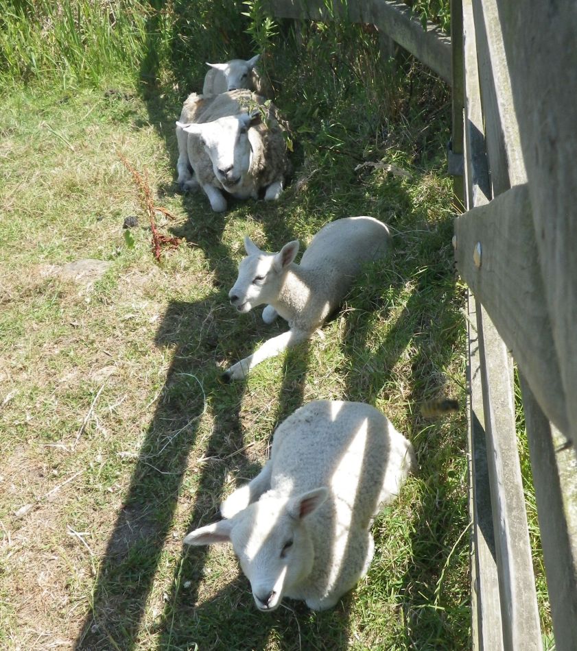 2018-07-08 05 Westleton.jpg