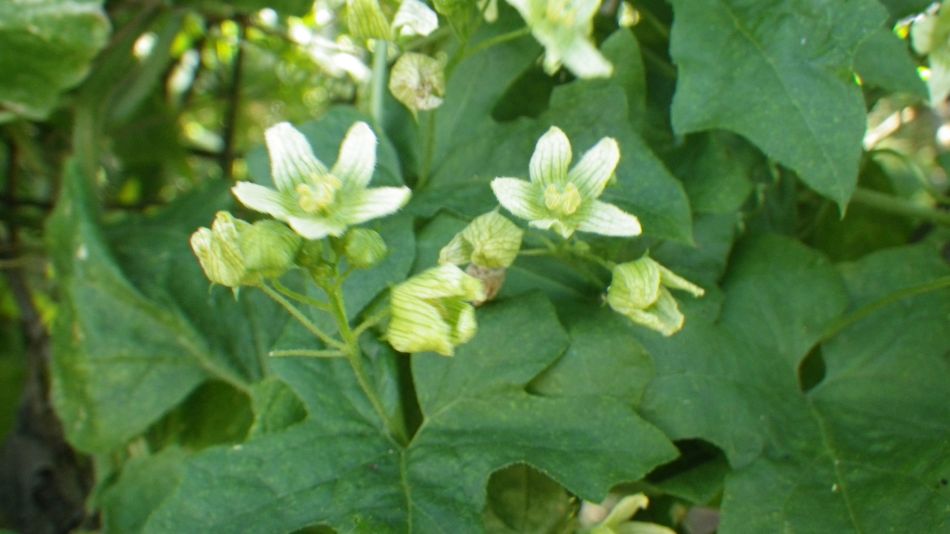 2018-07-08 07 Westleton.jpg