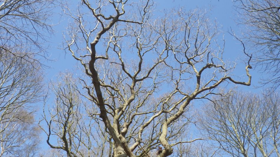 2019-03-31 14 Westleton and Dunwich.JPG