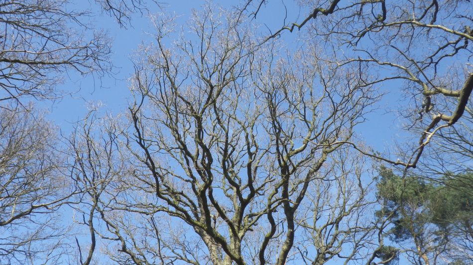 2019-03-31 15 Westleton and Dunwich.JPG