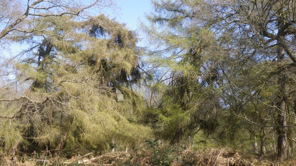 2019-03-31 16 Westleton and Dunwich.JPG