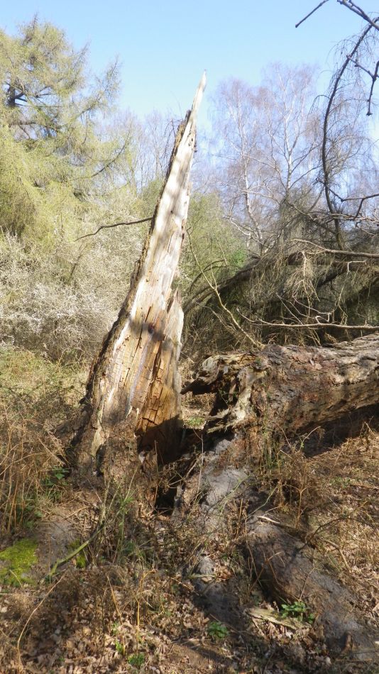 2019-03-31 18 Westleton and Dunwich.JPG