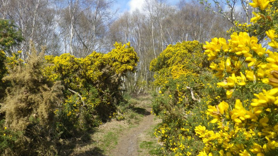 2019-03-31 19 Westleton and Dunwich.JPG