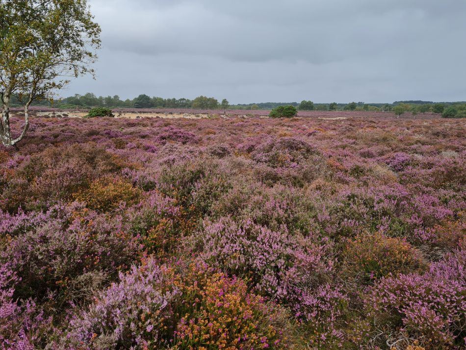 2021-09-01 02 Westleton.jpg