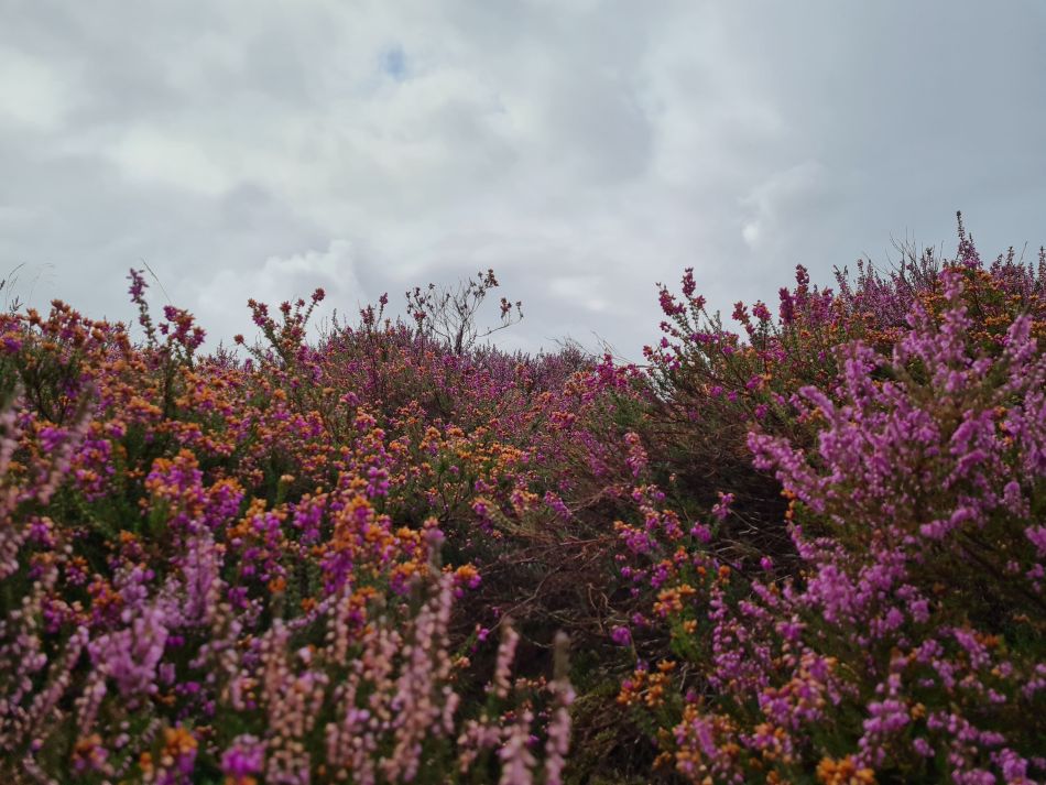 2021-09-01 03 Westleton.jpg