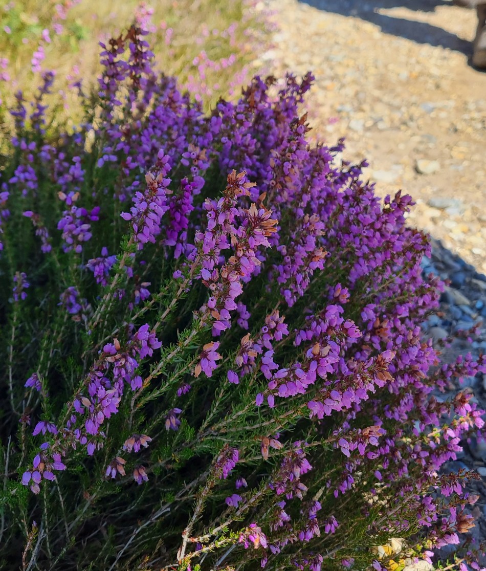 2022-07-27 09 Westleton.jpg