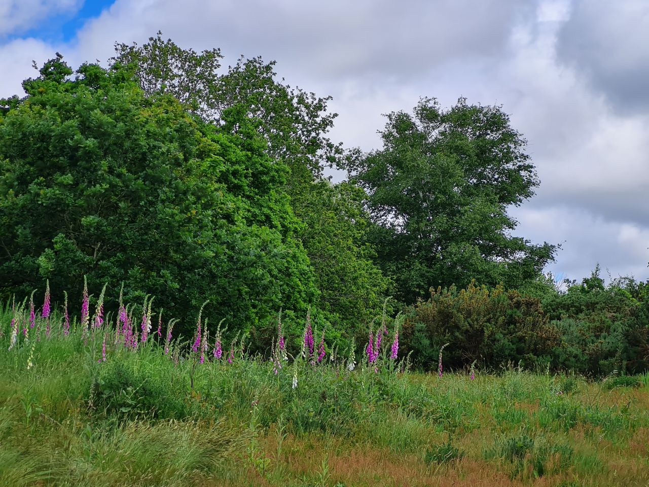 2024-05-22 05 Westleton.jpg