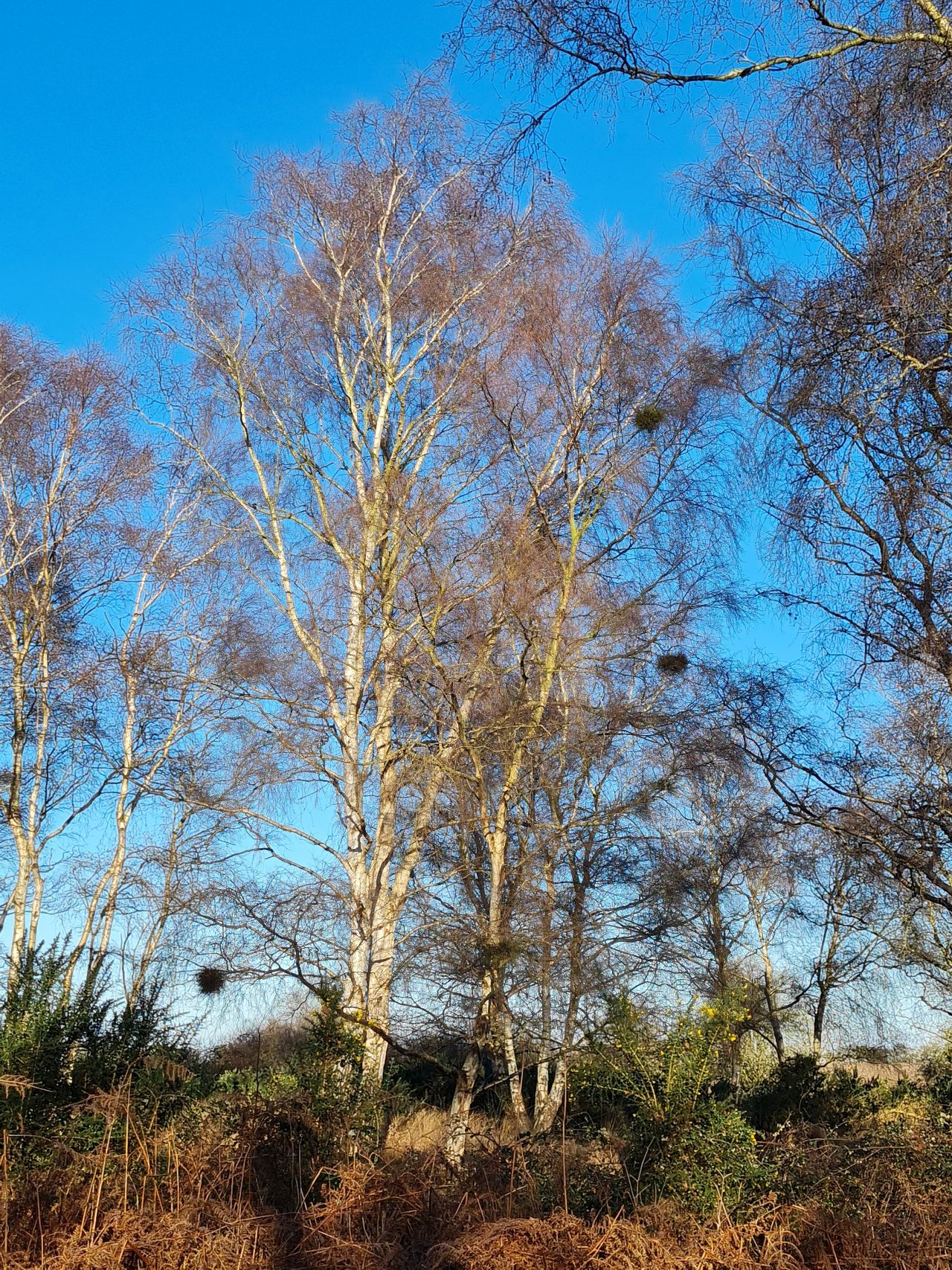 2025-01-03 05 Westleton.jpg