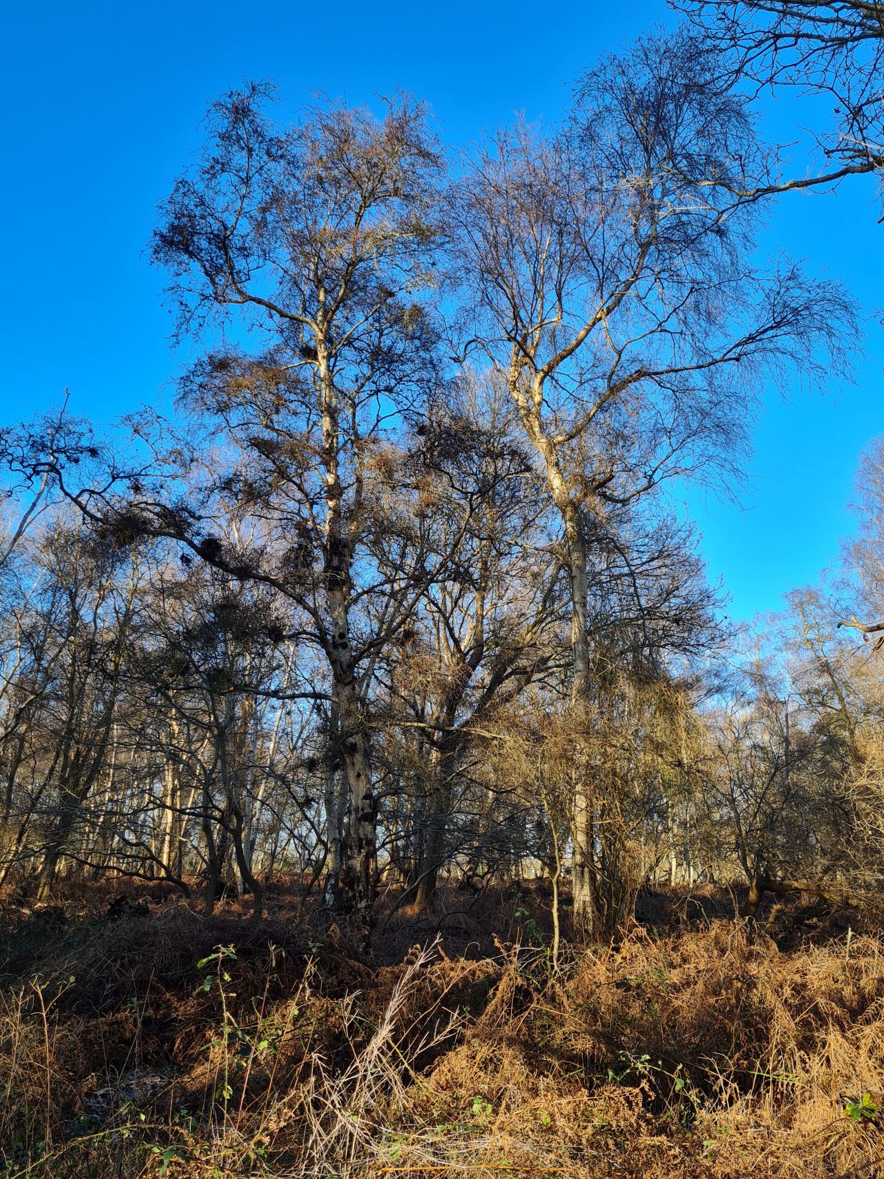 2025-01-03 06 Westleton.jpg