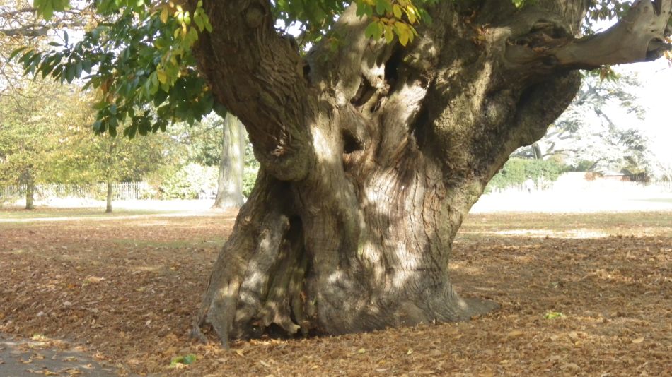 2016-11-03 18 Ipswich Woodbridge.jpg