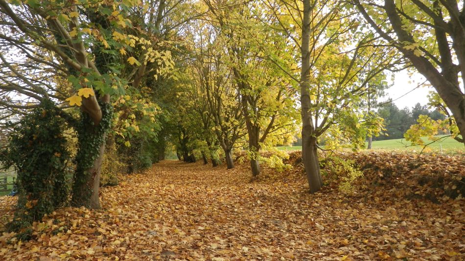 2016-11-03 20 Ipswich Woodbridge.jpg