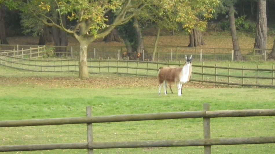 2016-11-03 24 Ipswich Woodbridge.jpg