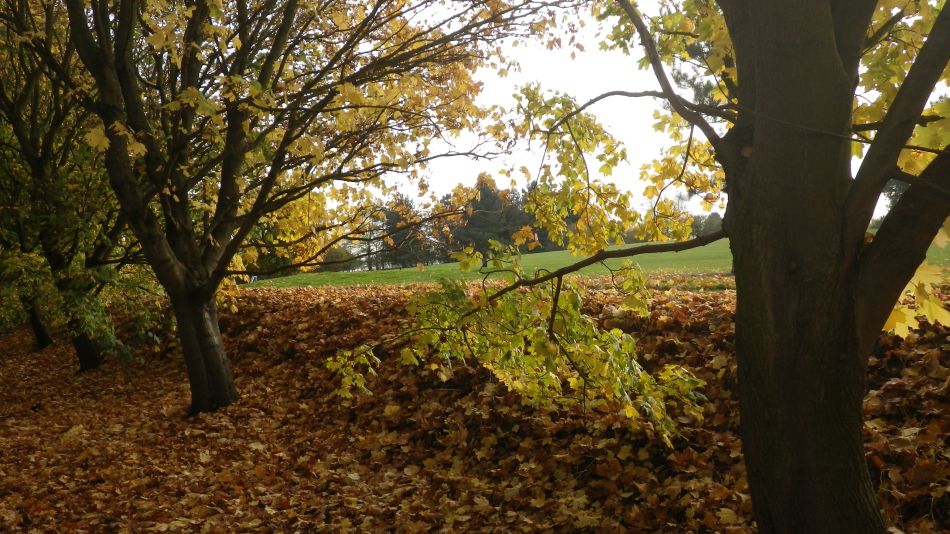 2016-11-03 26 Ipswich Woodbridge.jpg