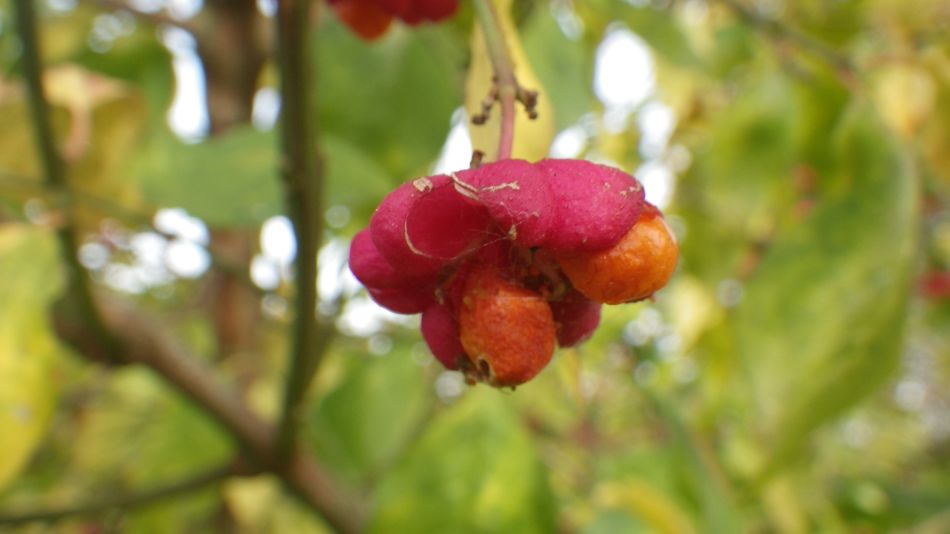 2016-11-03 28 Ipswich Woodbridge.jpg