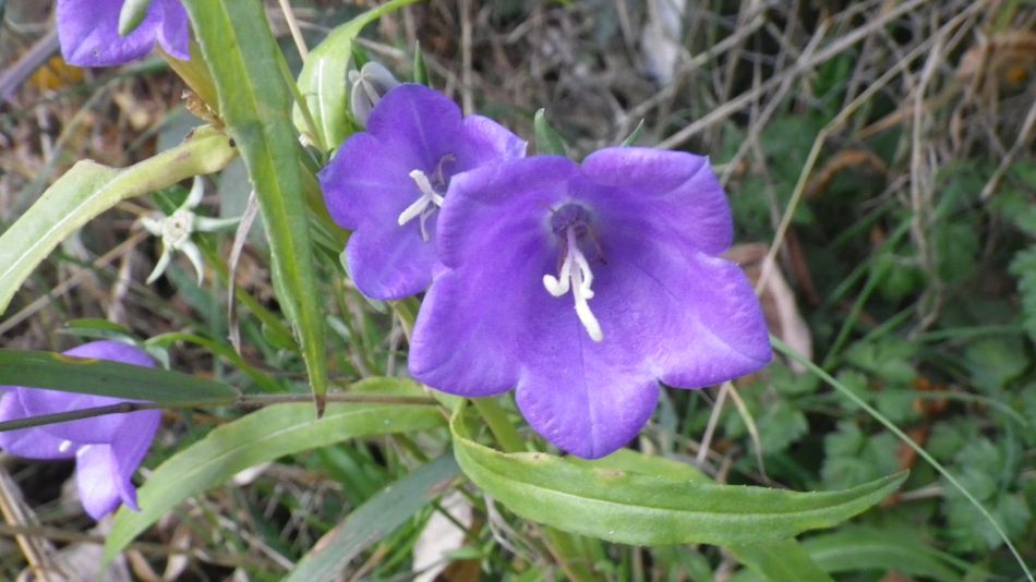 2016-11-03 30 Ipswich Woodbridge.jpg