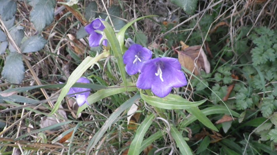 2016-11-03 31 Ipswich Woodbridge.jpg