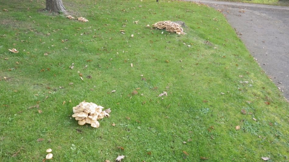 2016-11-03 32 Ipswich Woodbridge.jpg